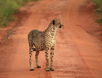 Cheetah in Welgevonden Game Reserve, Waterberg safari