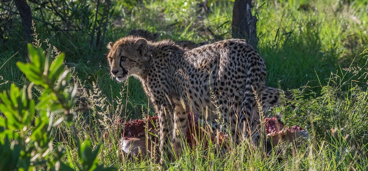 Cedarberg Travel | Welgevonden Safari Getaway