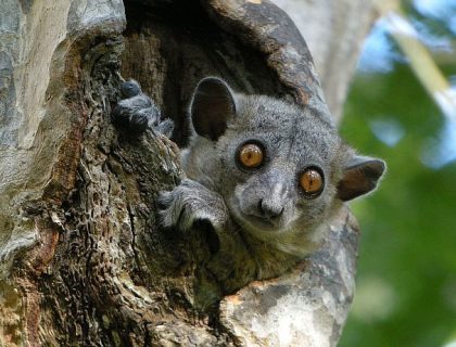 Madagascar - Western region Kirindy red tailed sportive lemur