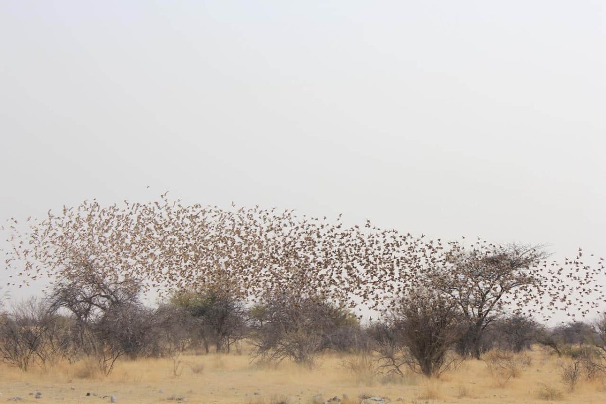 Cedarberg Travel | Etosha Oberland Lodge
