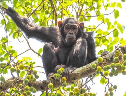 Ultimate Uganda Private Safari