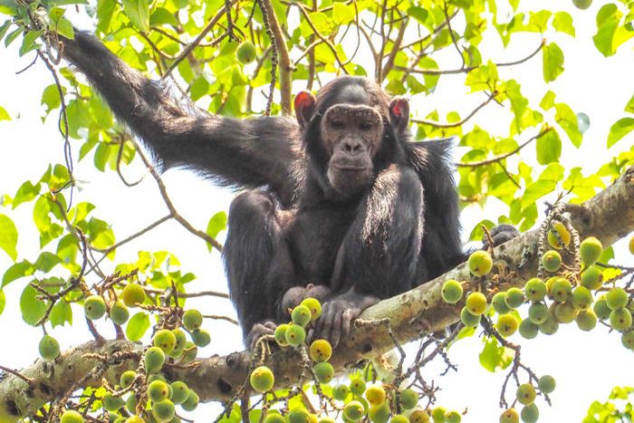 Ultimate Uganda Private Safari