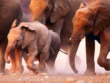 Baby elephant with its mother in Etosha National Park
