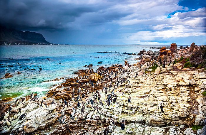 Penguins at Bettys Bay near Hermanus - easy South Africa self-drive