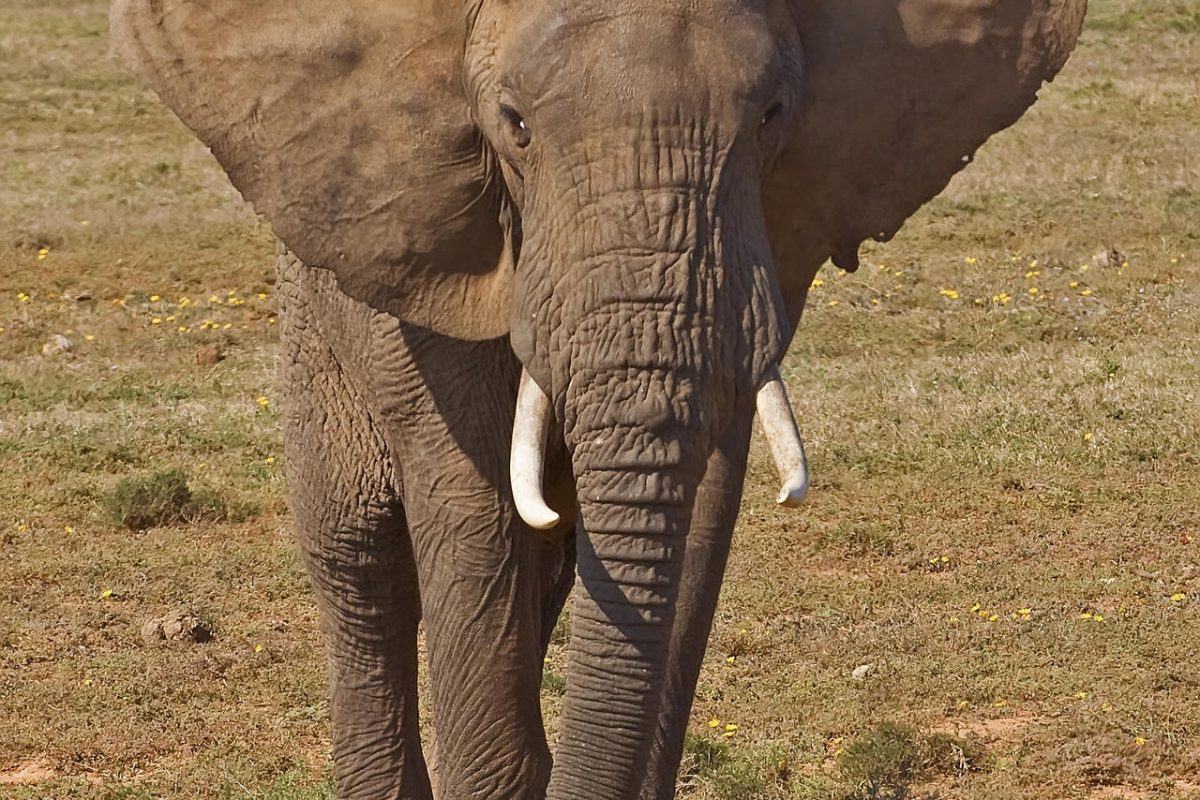 Cedarberg Travel | Amakhala Bush Lodge