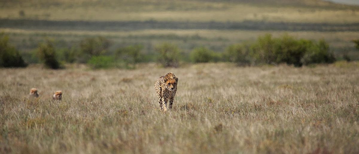 Cheetah at Samara Game Reserve in the Great Karoo near Graaff-Reinet