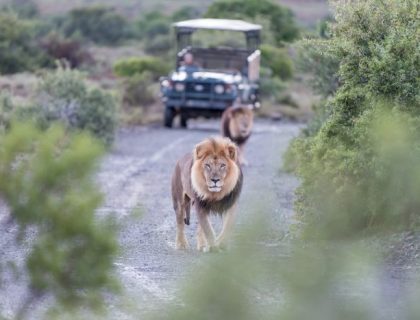 Easstern cape safari - lion on a game drive