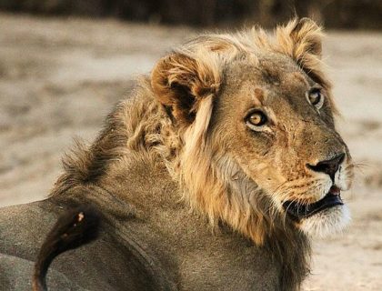 lion at Kanga Camp in Mana Pools National Park, Mana Pools Lodges