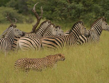 Lion on the hunt in the Linyanti