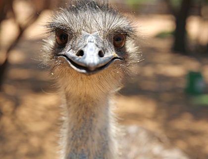 Visit an ostrich farm in the Little Karoo