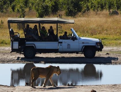 Lioness on a Savute safari
