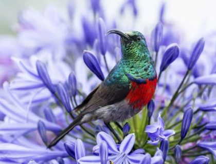 Greater double collared sunbird in Tsitsikamma National Park, Garden Route