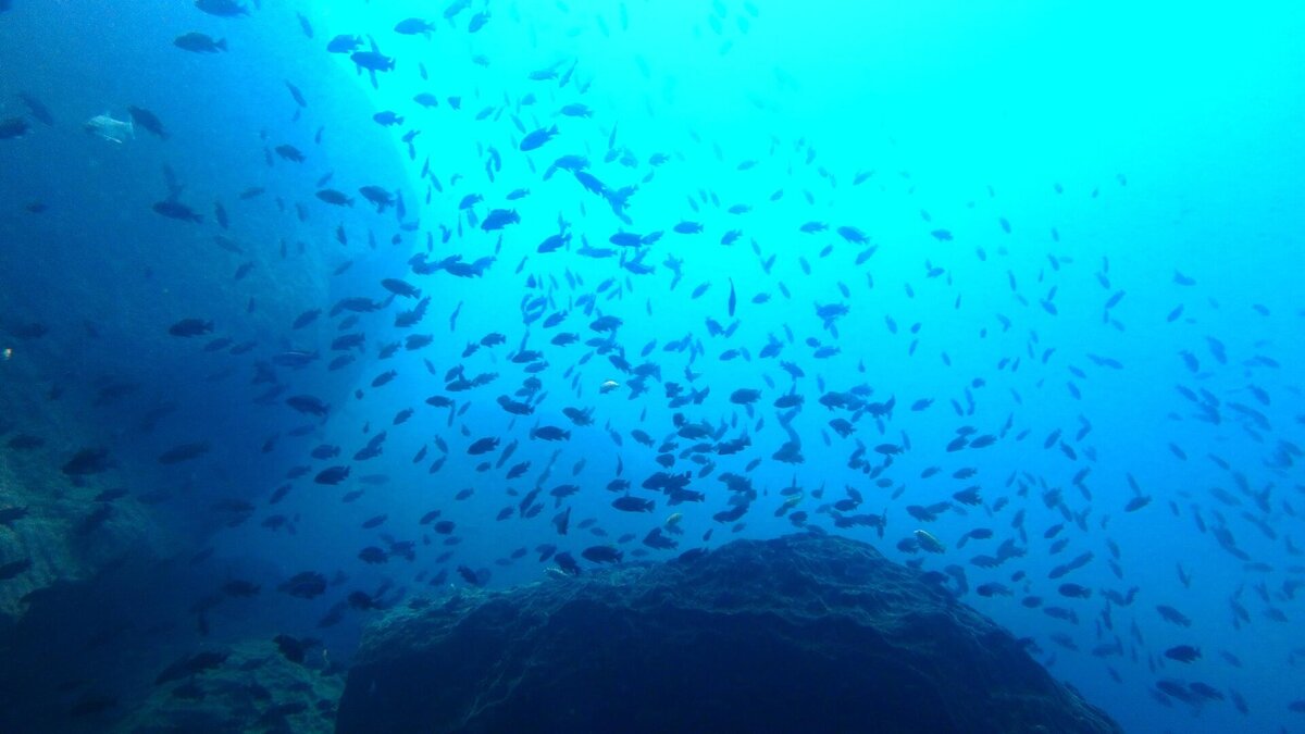 Cedarberg Travel | Blue Zebra Island Lodge