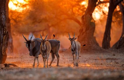 Mana Pools versus Lower Zambezi: A Comparison