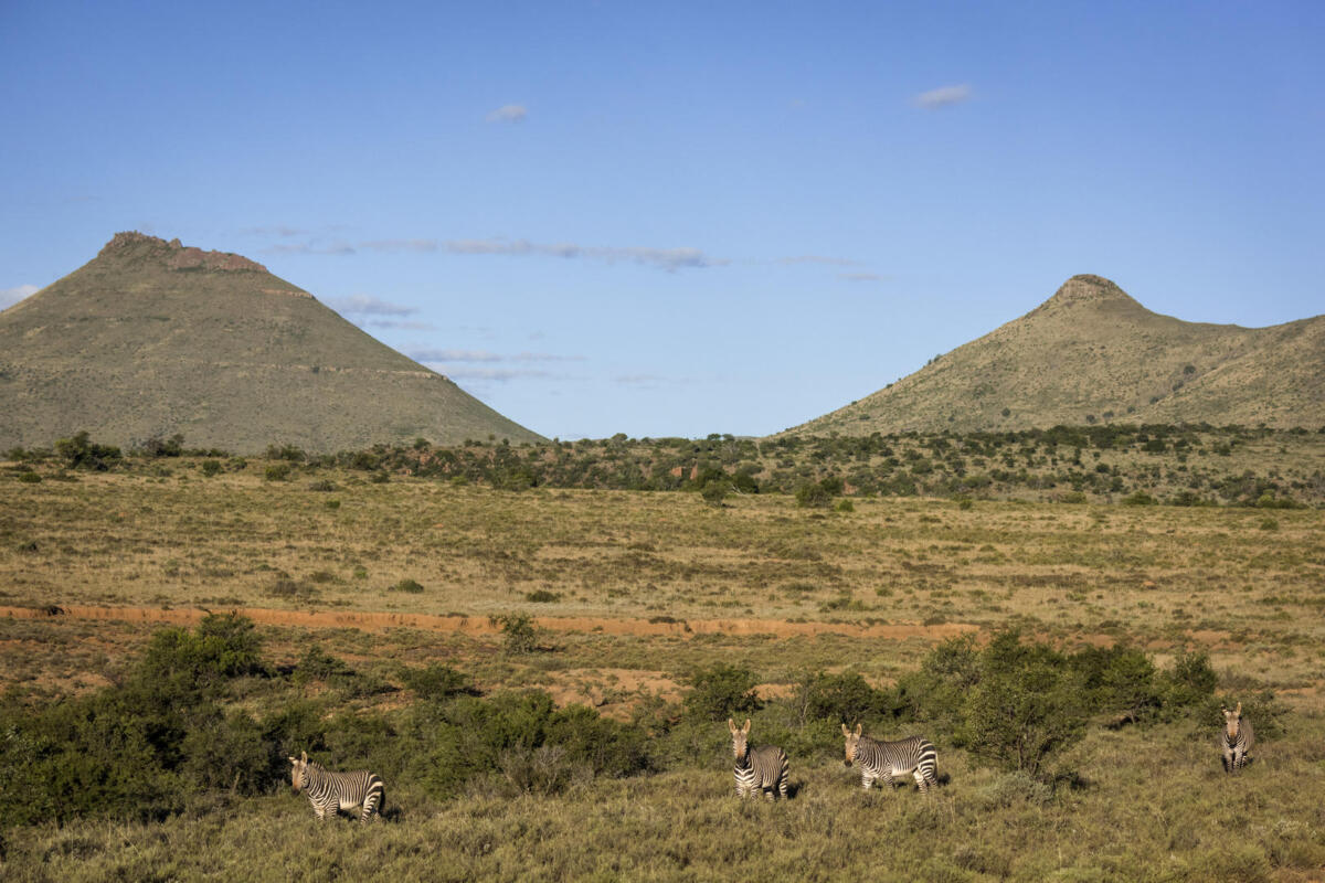 Cedarberg Travel | Mount Camdeboo Private Game Reserve