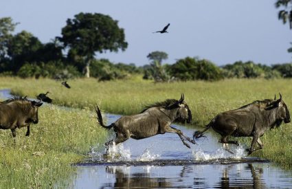 Linyanti Expeditions