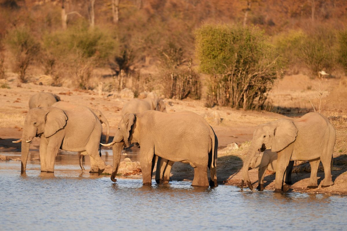 Cedarberg Travel | Daka Plains Camp