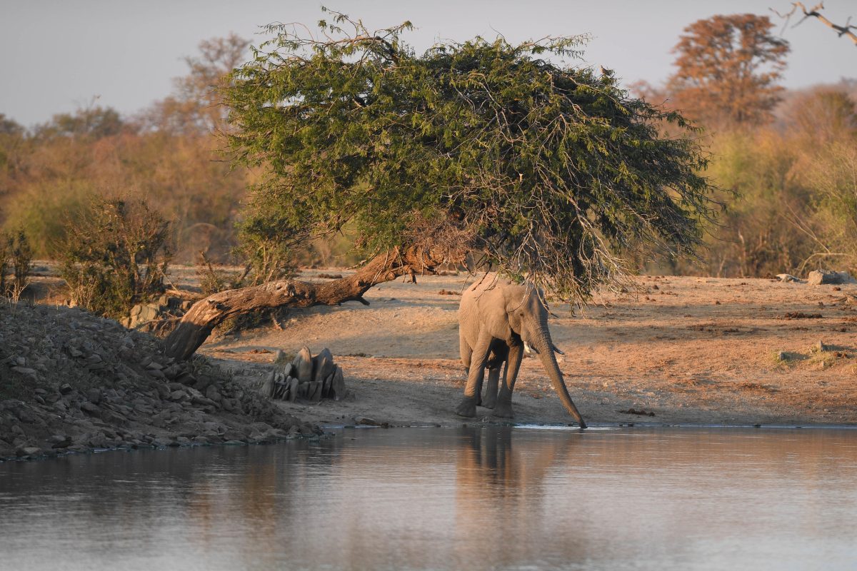 Cedarberg Travel | Daka Plains Camp