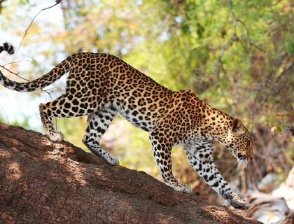 Family Safari in Botswana & Zimbabwe