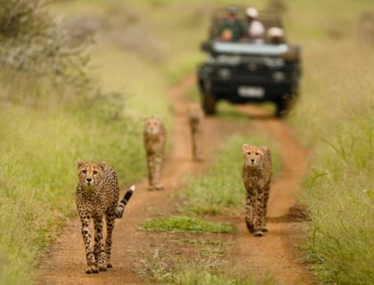 KwaZulu Natal Game Lodges - Cheetah in Amakhosi