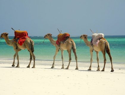 Kenya beach holidays - camels on the beach