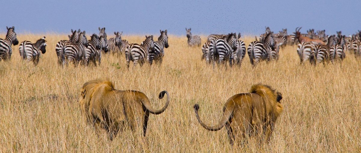 Kenya luxury safari - lion on the hunt in Masai Mara
