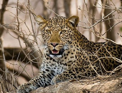 Leopard by Brian Jackson on safari in North Luangwa
