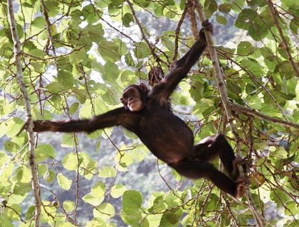 Chimpanzee tracking in Queen Elizabeth National Park, Kyambura gorge