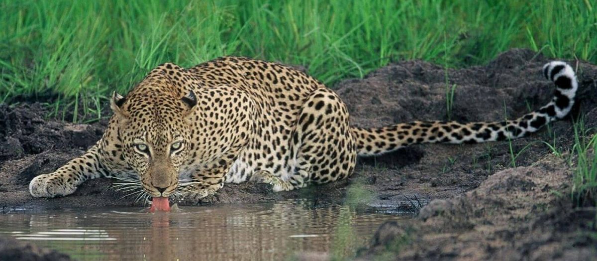 Cedarberg Travel | Romantic South Africa Safari