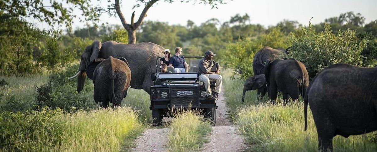 Timbavati safari - Elephants and a game vehicle, (taken at Simbavati)