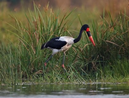 Saddle-backed stork on a Uganda safari holiday