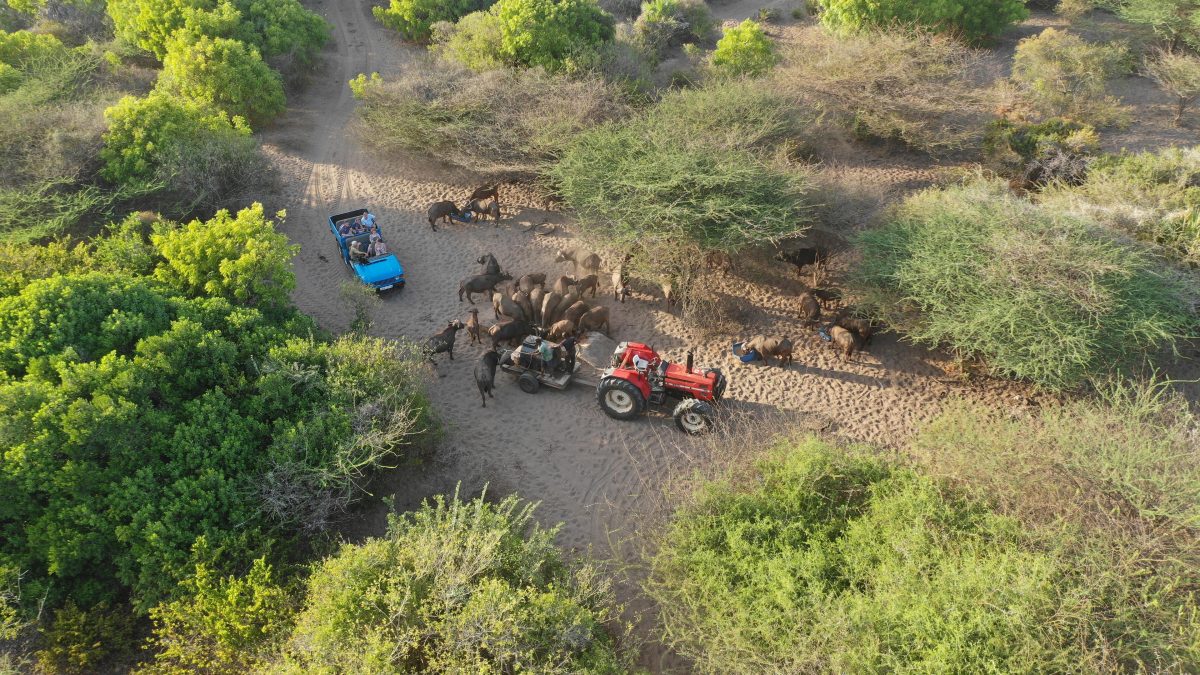 Cedarberg Travel | Leisurely Lamu