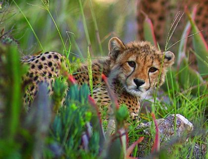 Cheetah cub in south africa safari