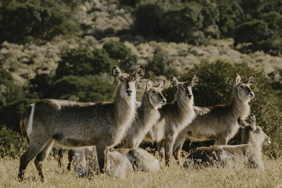 Cedarberg Travel | Meandering Cape Explorer Self Drive
