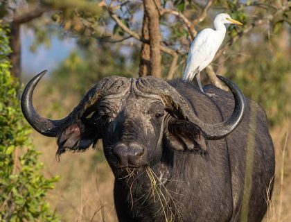 Buffalo seen on Akagera national park safari