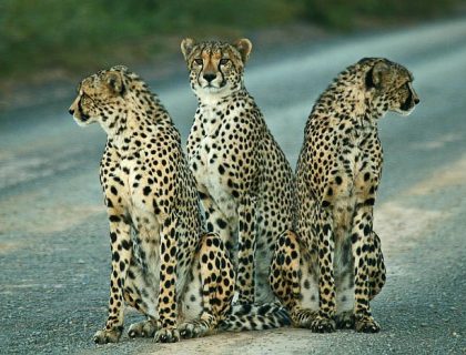 Malaria-free game reserves - cheetah at Kwandwe in the Eastern Cape