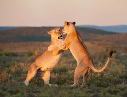 Dancing lions at Kwandwe game reserve, Eastern Cape