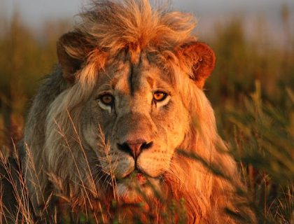 Lion at Gondwana Game Reserve