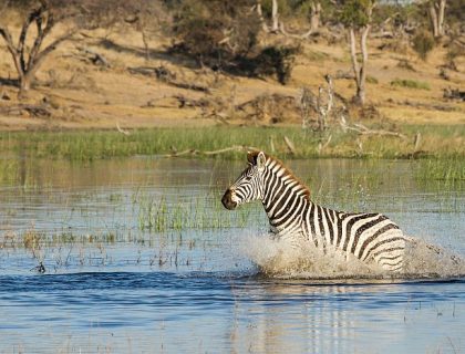 Zebra crossing the Boteti river