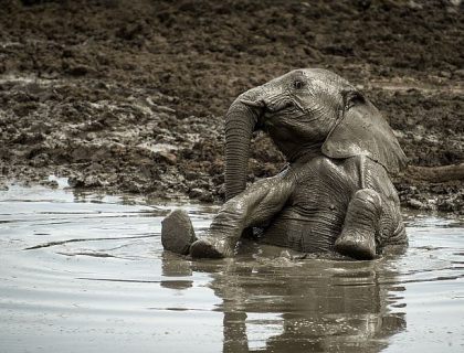 Malaria-free game reserves - baby elephant in the mud at Madikwe