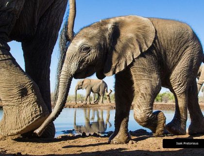 Mashatu Game Reserve - elephant at photo hide