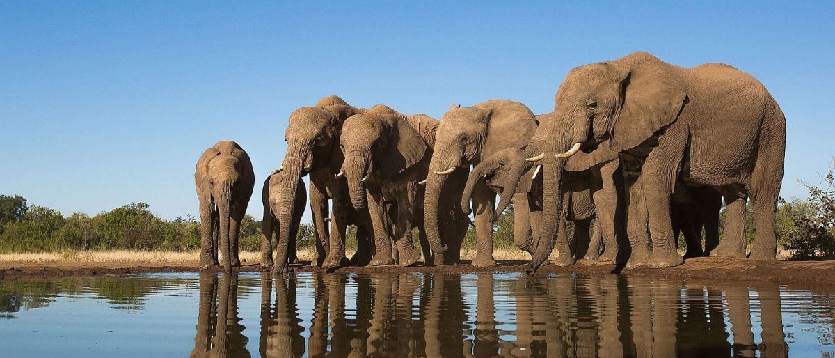 Mashatu Game Reserve - elephant at waterhole