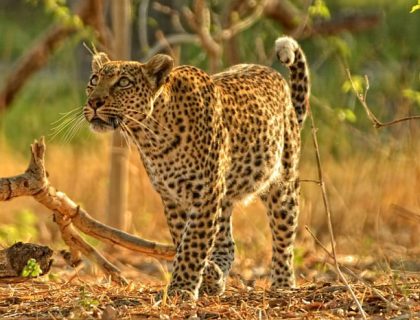 Leopard at Seasonal water camps in Okavango Delta