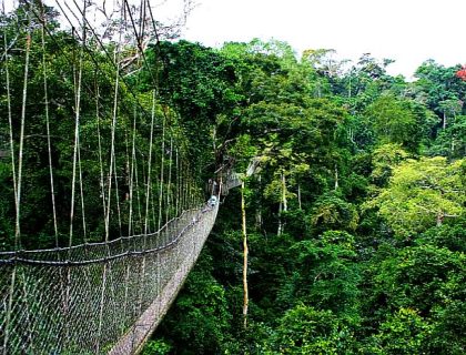 Nyungwe Canopy Experience