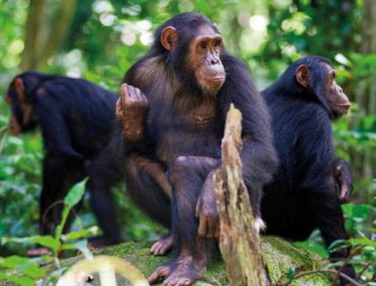 Chimpanzee Tracking in Nyungwe