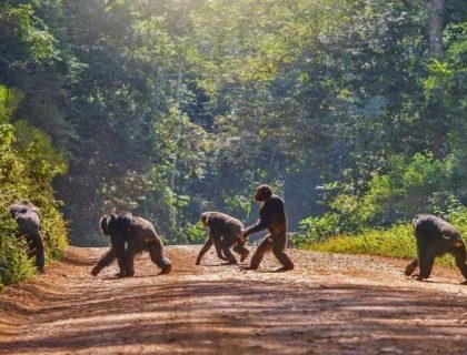 Chimpanzees in Nyungwe Forest