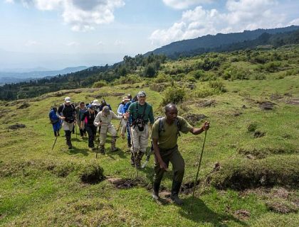 Gorilla Trekking Tours in search of Mountain Gorillas