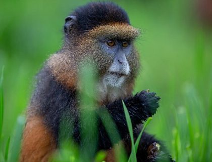 Golden Monkey trekking is also an option