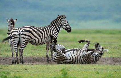 Best Time for a Safari in East Africa