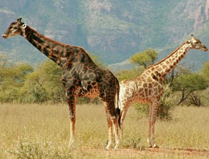 Malaria-free game reserves - giraffe in Marakele National Park of the Waterberg, South Africa